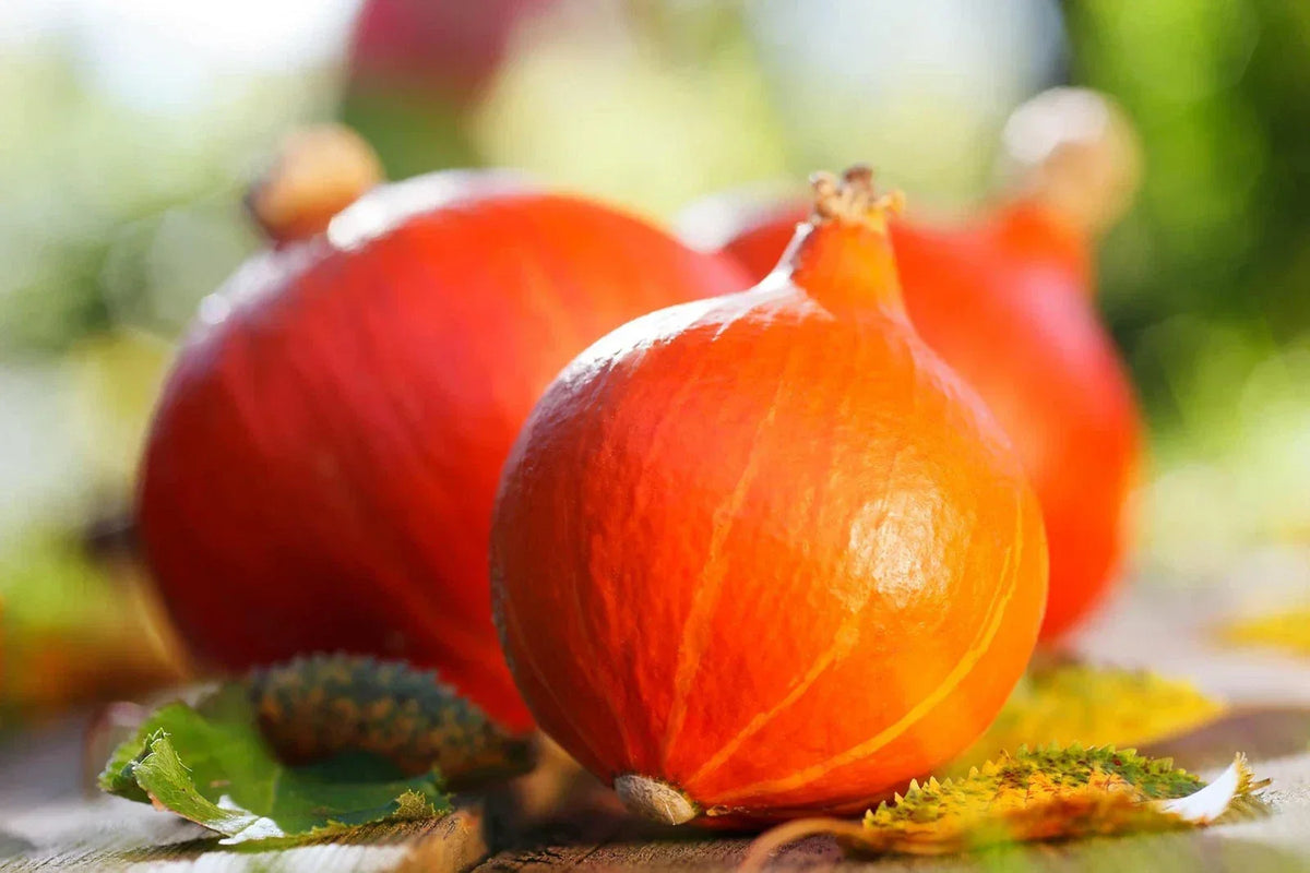 Japanese Heirloom Red Kuri Hokkaido Squash Seeds - 20 Pack | Cucurbita maxima