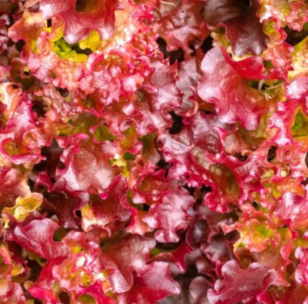 Red Salad Bowl Leaf Lettuce Seeds - 5000 Non-GMO Seeds Lactuca sativa