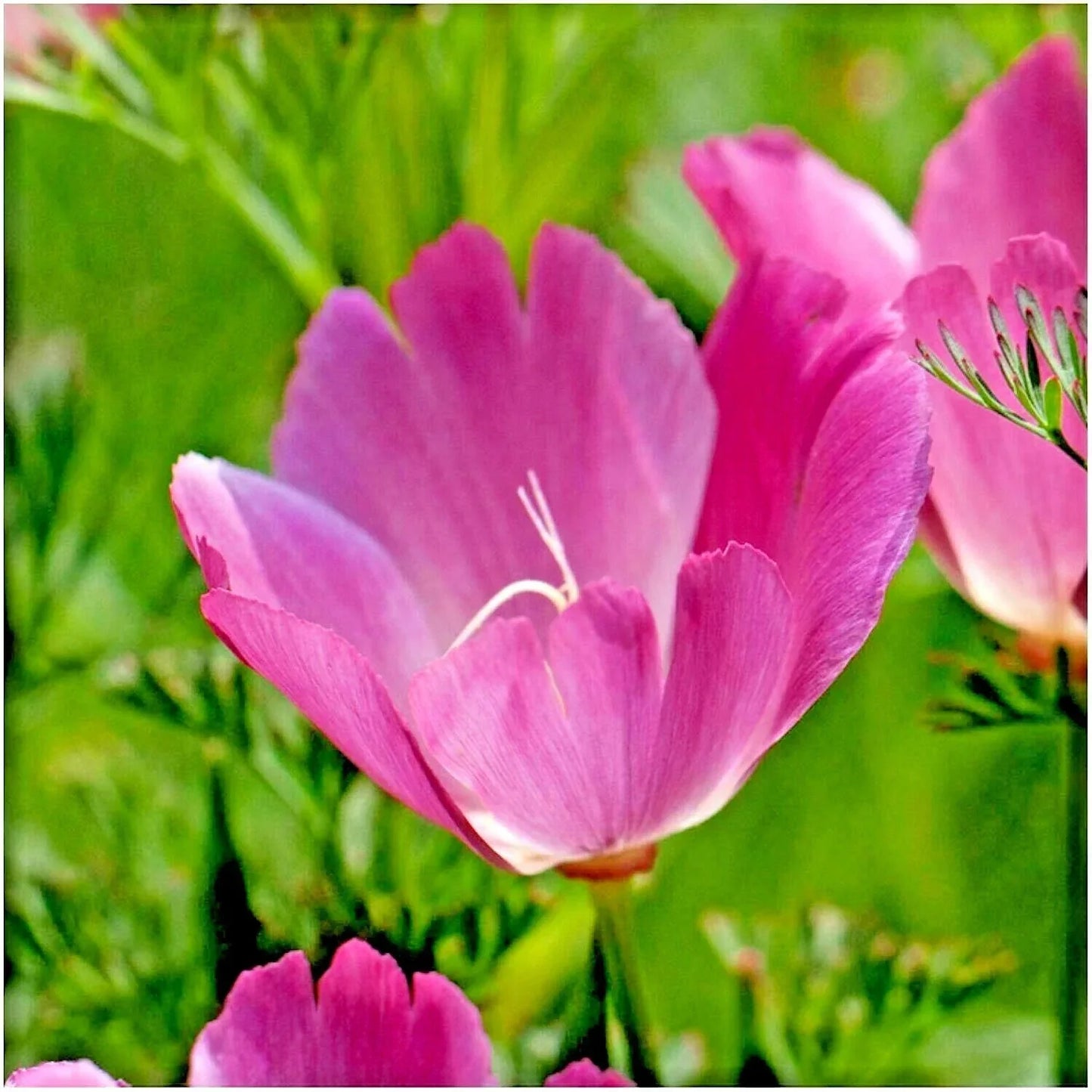 Purple Gleam California Poppy Seeds - 500+ Native Wildflower Seeds - Easy to Grow