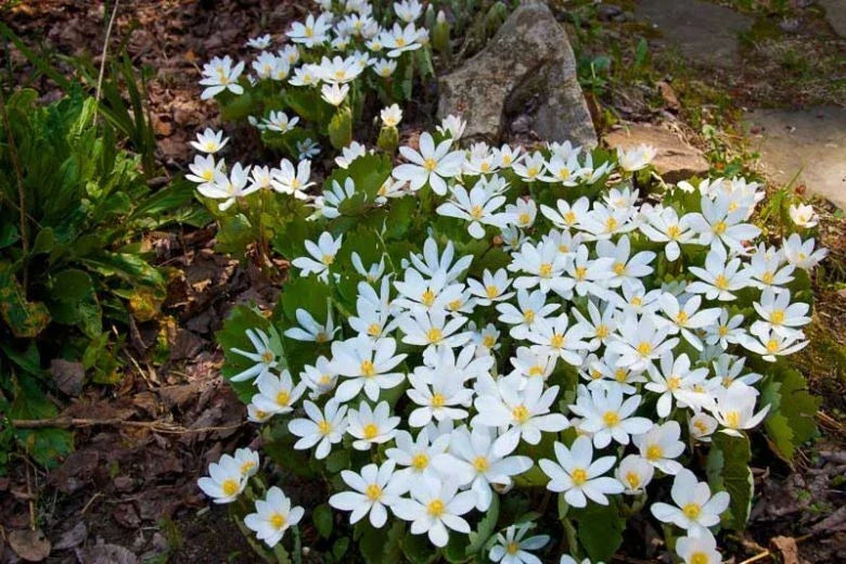 Bloodroot Plant - Sanguinaria canadensis Bare Root Perennial White Flower Native Eastern Wildflower