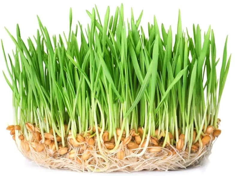 Wheatgrass Sprout Seeds 500 Count - Easy to Grow Triticum aestivum