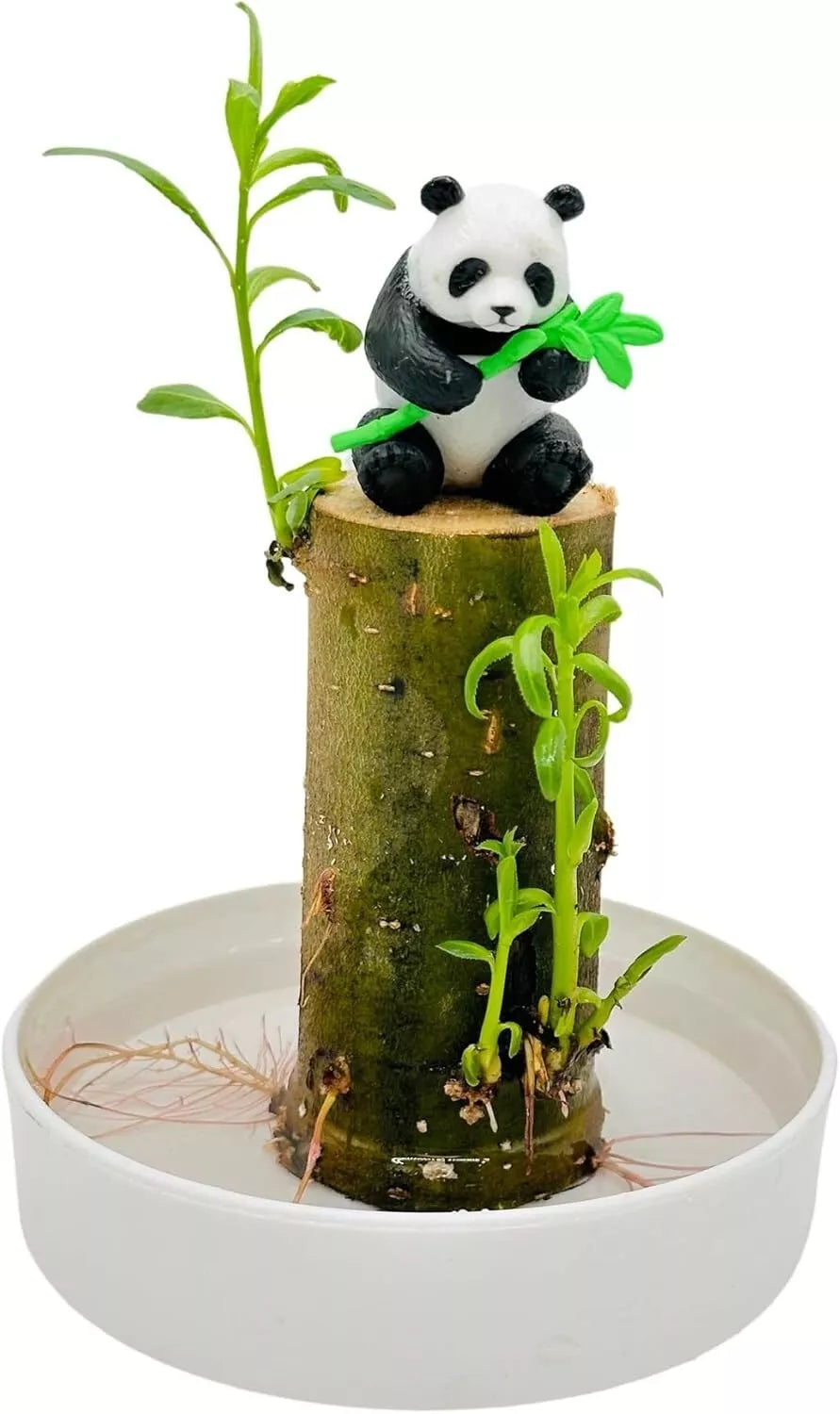 Lucky Bamboo Desk Planter with Panda - Thick Trunk Brazil Willow Dracaena sanderiana