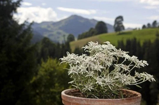 Edelweiss Herb Seeds - 200+ Leontopodium Alpinum Alpine Perennial Flower Seeds for Garden and Landscaping