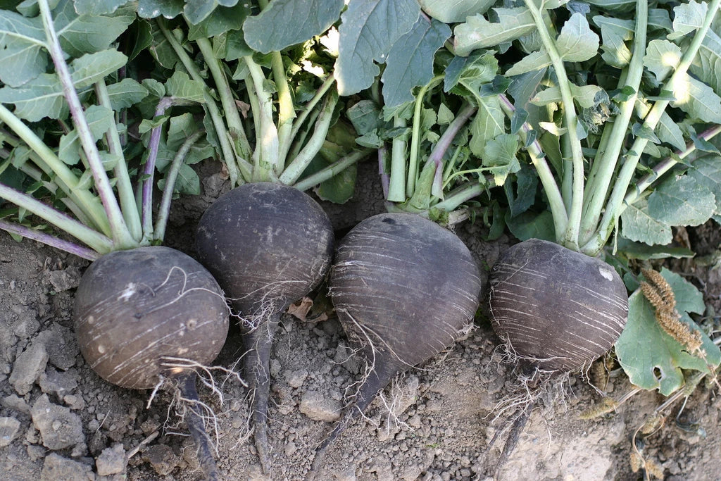 Black Spanish Radish Seeds - 320 Count, Giant 3-4 Inch, Raphanus sativus, Non-GMO, for Salads, Pickling & Cooking