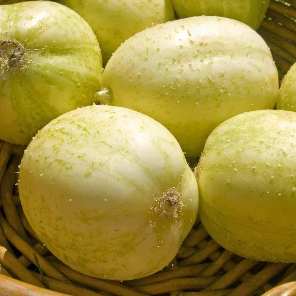Crystal Apple Cucumber Seeds - Heirloom Non-GMO Vegetable Seeds - Cucumis sativus, Round Shape, Crisp, Full Sun, Pack of 20+