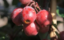 Red Obelisk Crabapple Seeds - 25+ Seeds for Garden Planting - Malus 'Red Obelisk' - USA