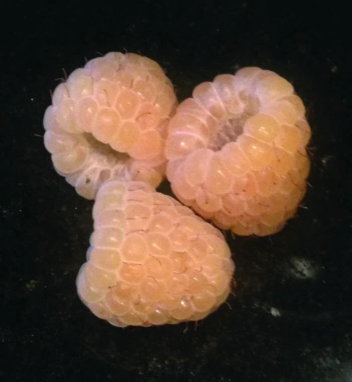 Yellow Anne Raspberry Plant - Live Rooted Starter for Zones 4-9, Rubus idaeus 'Yellow Anne', Erect Canes, Sweet Yellow Berries