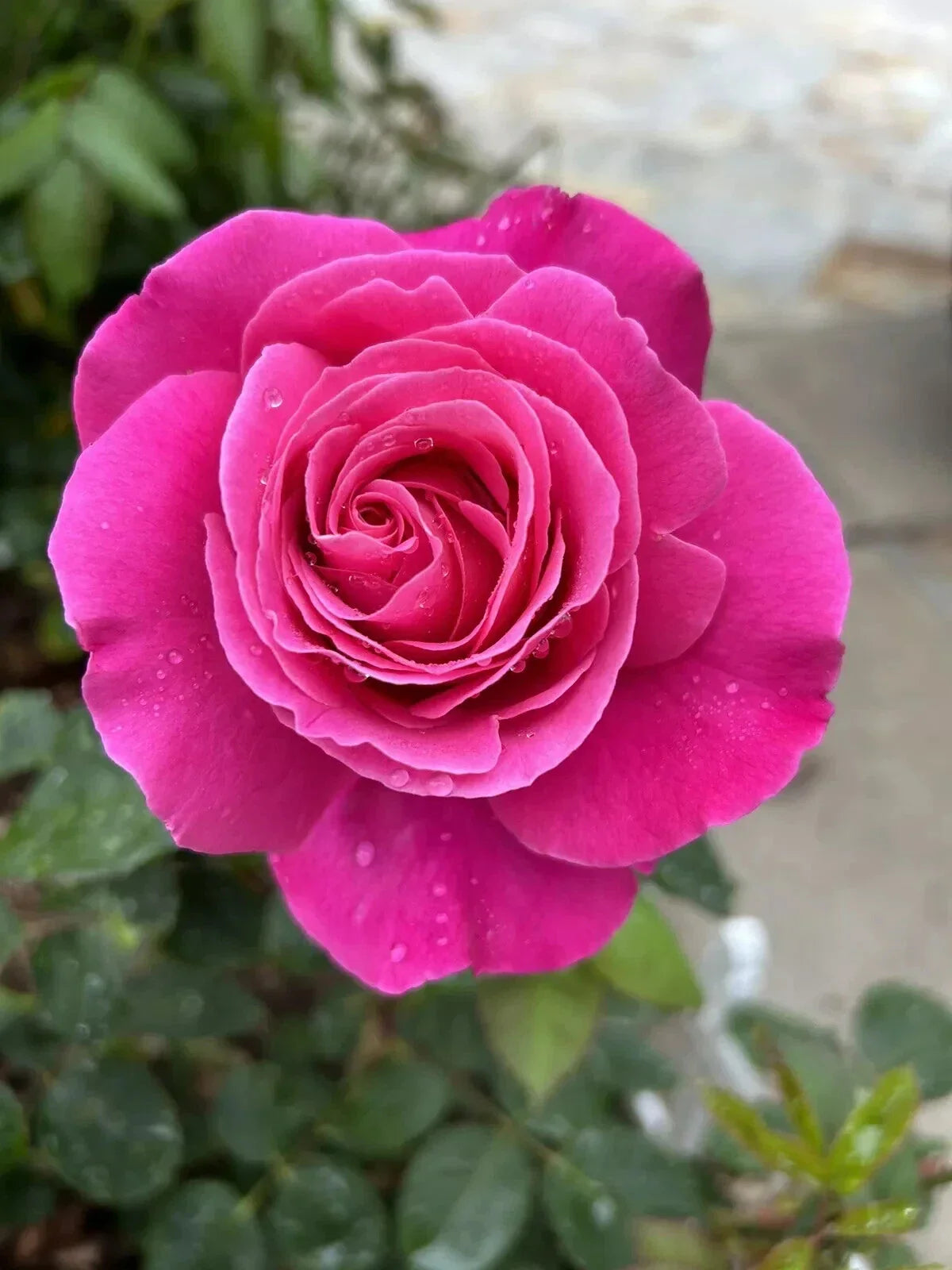 Dark Pink Rose Cuttings - 5 Fragrant Rosa Hybrid Stems for Garden Planting