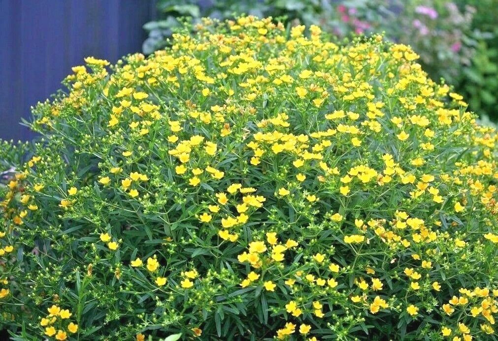 Great St. John's Wort Seeds - 501+ Pack, Native Wildflower Shrub, Medicinal Herb, Hypericum perforatum
