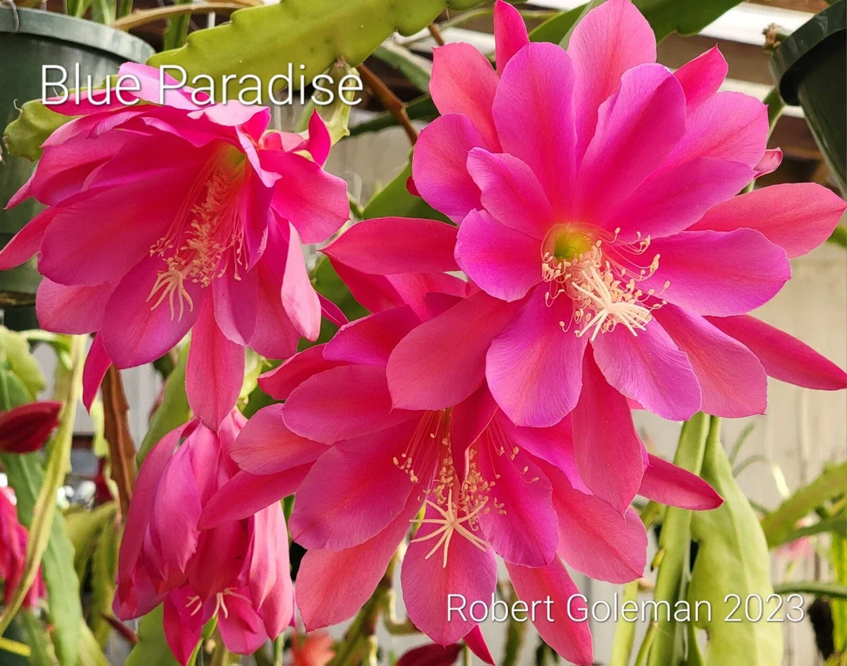 Epiphyllum 'Blue Paradise' Unrooted Cutting - Rare Orchid Cactus with Blue and White Flowers - Exotic Houseplant Propagation