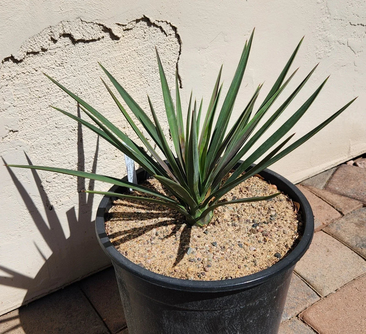 Yucca Aloifolia Live Rooted Plant - Spanish Bayonet for Gardens & Landscapes in Houston