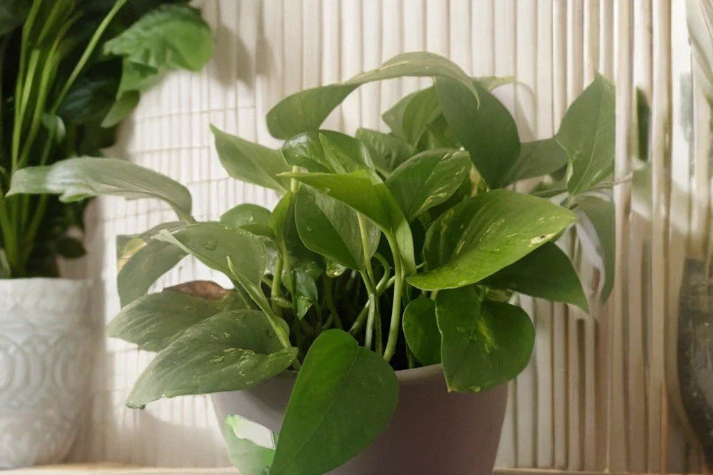 Golden Pothos Cuttings 5 Rooted Live Indoor Houseplant Epipremnum aureum, Easy to Grow, Air-Purifying, Vining, Low Maintenance