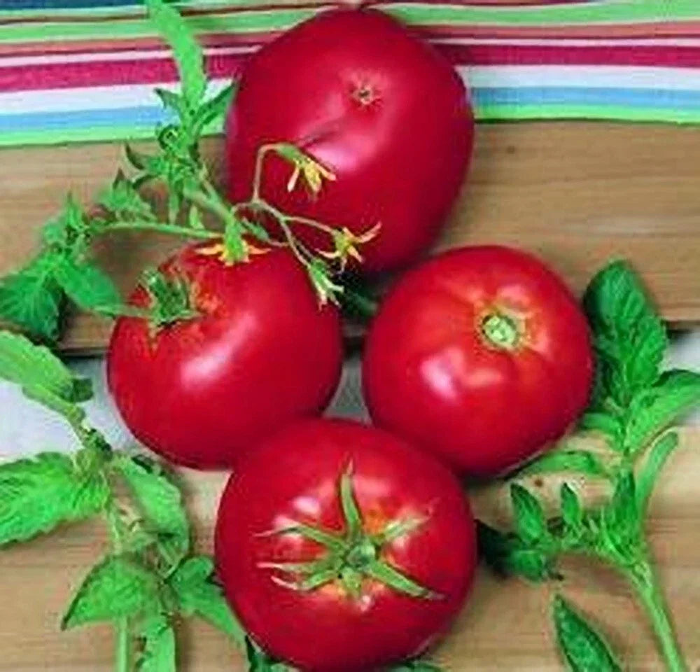 Ace 55 Tomato Seeds - Heirloom, Non-GMO, Solanum lycopersicum, Slicing, Juicy, High Yield, Organic Gardening