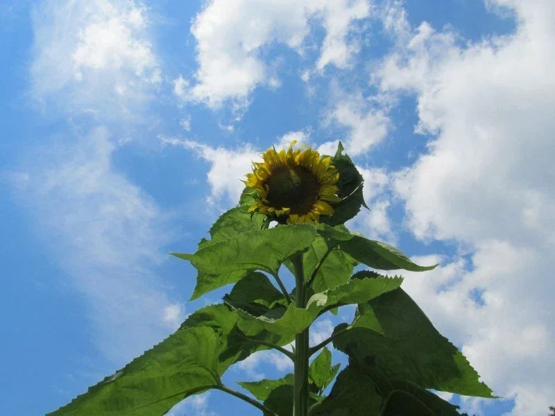 Skyscraper Sunflower Seeds - 50+ Helianthus annuus for Tall Garden Blooms & Pollinator Attractors