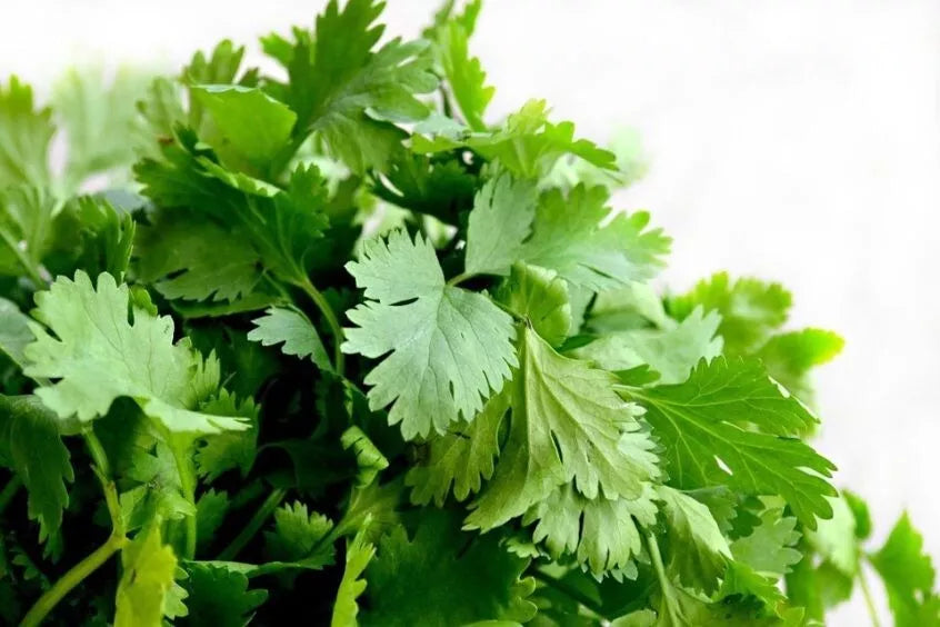 Cilantro Seeds - Organic Heirloom Non-GMO Coriandrum sativum - Culinary Herb for Gardening & Cooking