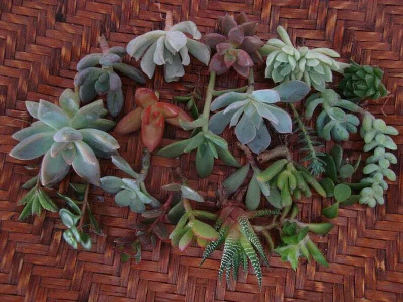 20 Assorted Succulent Cuttings 2" Live Organic Plant Trimmings for DIY, Home Decor, Terrariums, Echeveria, Sedum