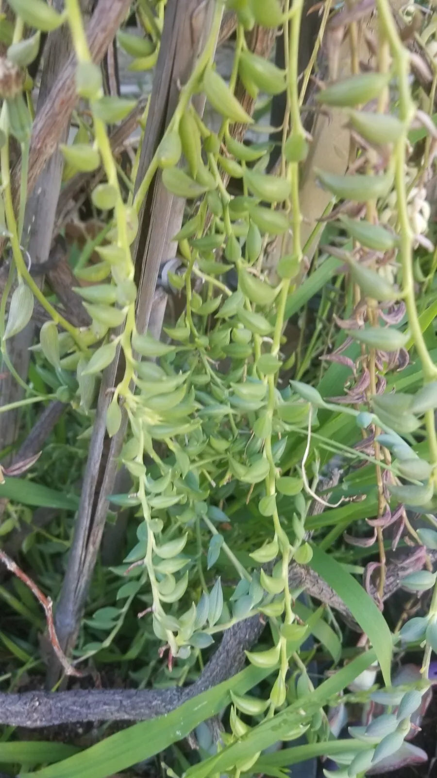 String of Bananas Cuttings - 5 Pack, Senecio radicans, Succulent for Indoor Gardens & Decor