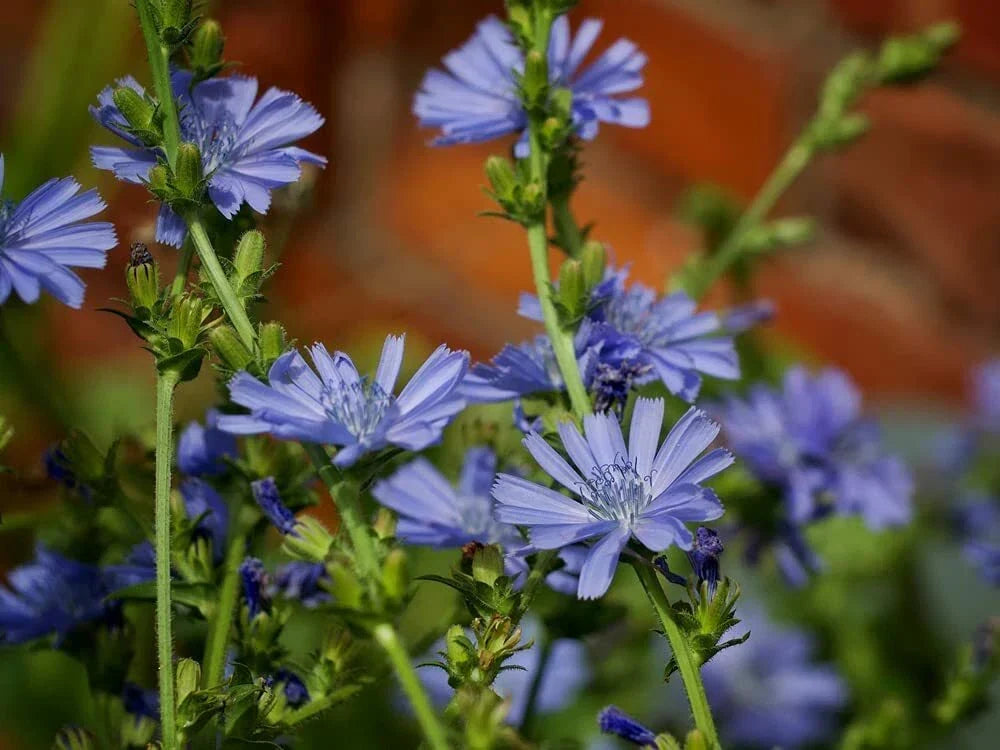 Chickroy Wildflower Seeds - 2,000 Count Native Pollinator Mix for Gardens and Landscapes