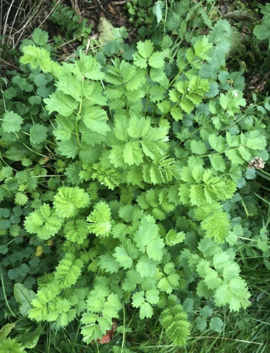 Salad Burnet Seeds - 60+ Non-GMO Open Pollinated Sanguisorba minor Herb