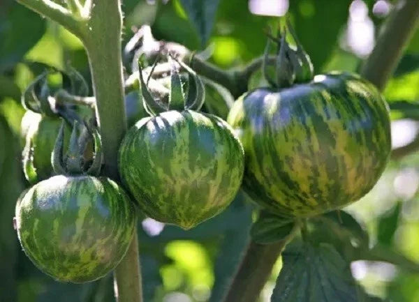 Green Zebra Tomato Seeds - Heirloom Organic Non-GMO Seeds for Home Gardening, Salad & Cooking - Solanum lycopersicum