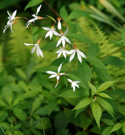 Indian Physic Seeds - 39 Pack White Perennial Flower Seeds for Garden, Anemopsis californica, Medicinal Plant, Easy to Grow