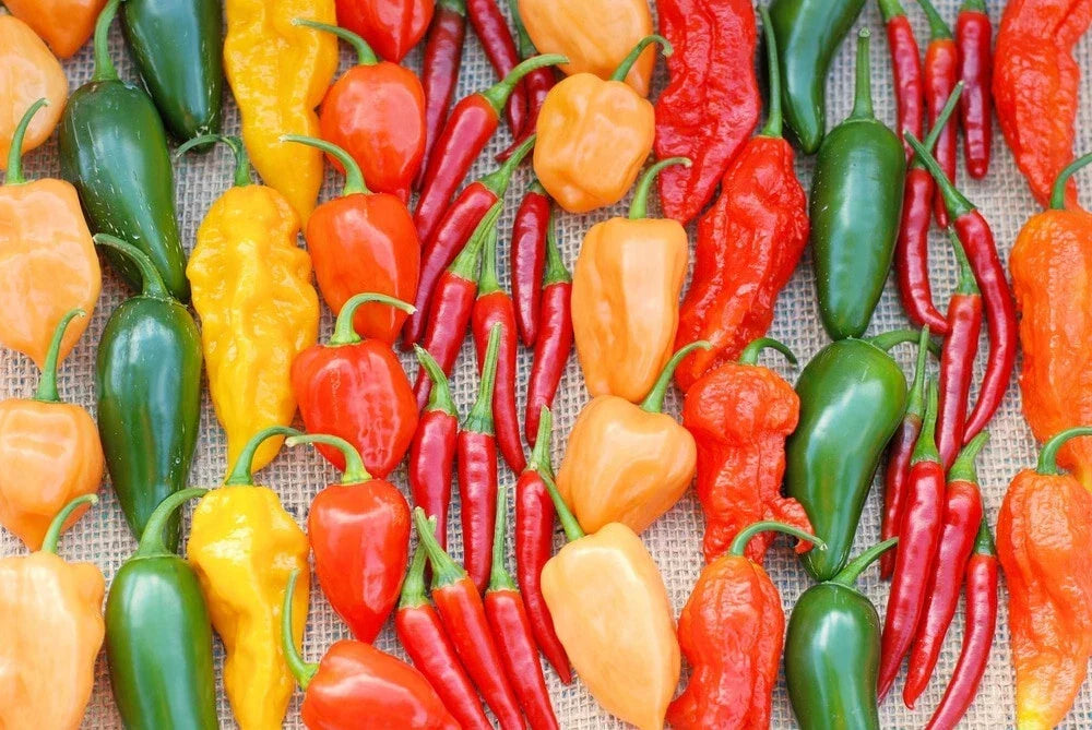 Hot Pepper Seeds Mix 1000 Seeds - Habanero, Jalapeno, Serrano, Cayenne, Anaheim