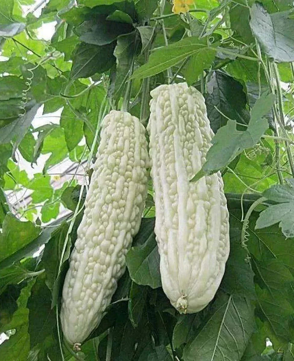 Bitter Melon Seeds 10PCS Non-GMO White Balsam Pear (Momordica charantia)