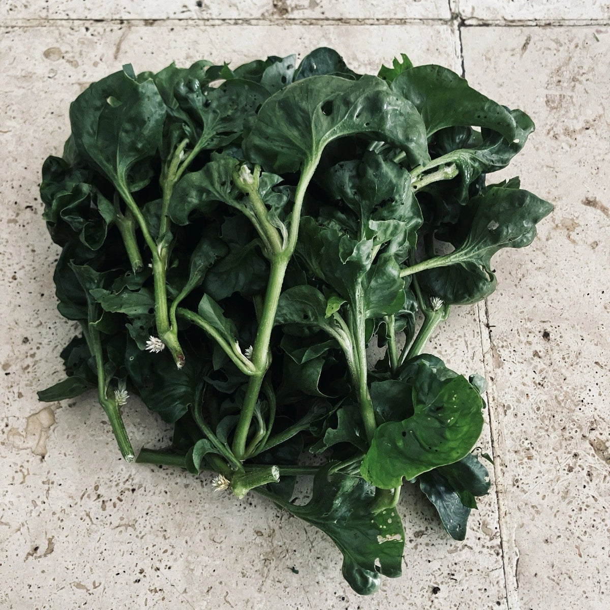 Hot Weather Spinach Seeds Collection – Okinawa, Brazilian, Longevity Varieties – Edible Greens for Warm Climates, 12 Packets