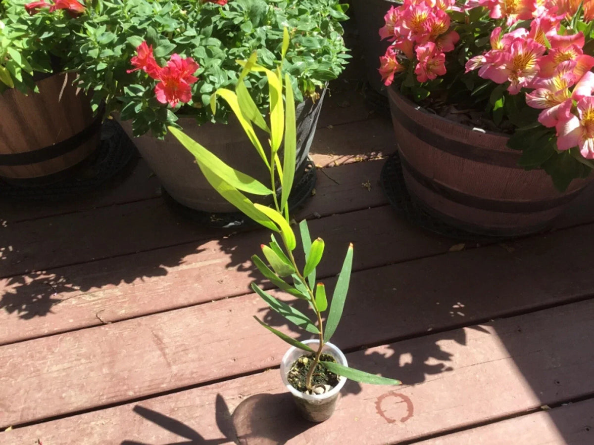 Acacia Golden Wattle Tree Sapling - 1 Year Old, 15 Inches - Acacia pycnantha, Bright Yellow Flowers, Low Maintenance, Full Sun