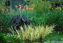 Sweet Flag Live Aquatic Plant - Variegated - Marginal Starter Plant (Acorus calamus) - Ideal for Ponds & Water Gardens