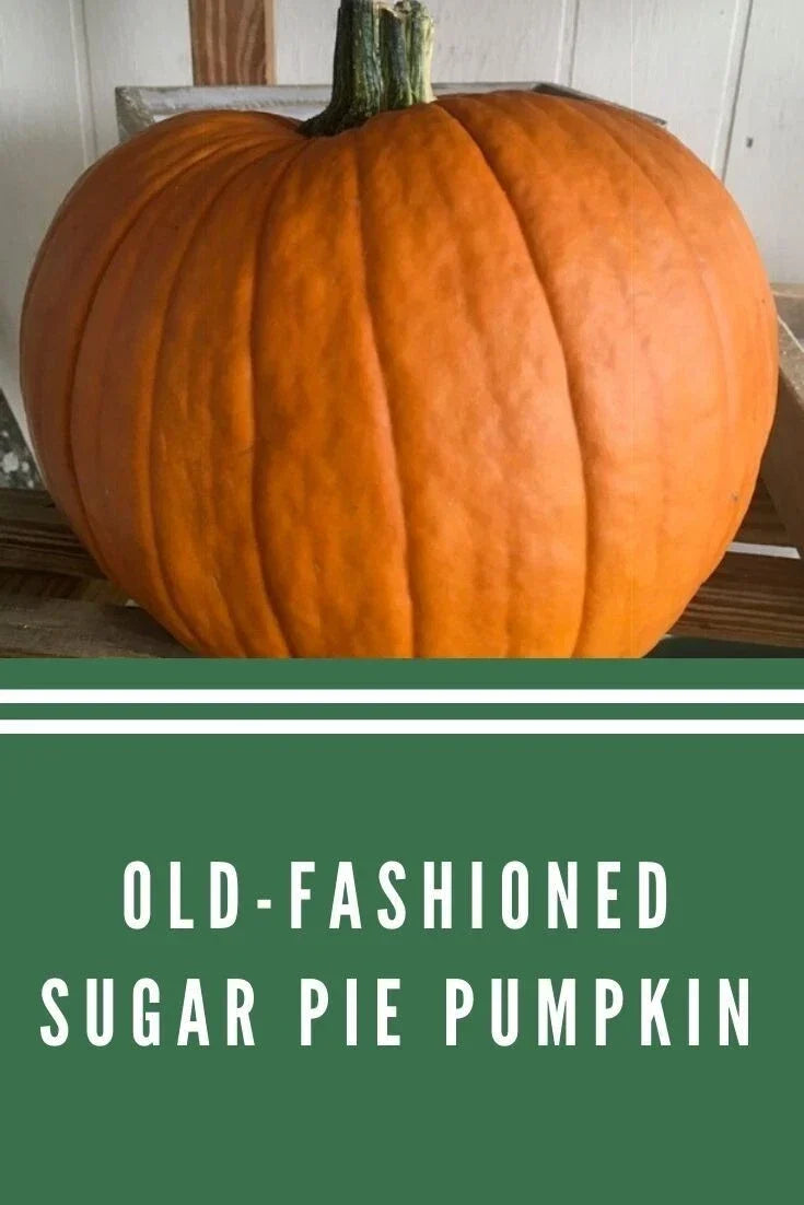 Sugar Pie Pumpkin Seeds - Heirloom Organic Non-GMO Cucurbita pepo for Pumpkin Pie, 10+ Seeds