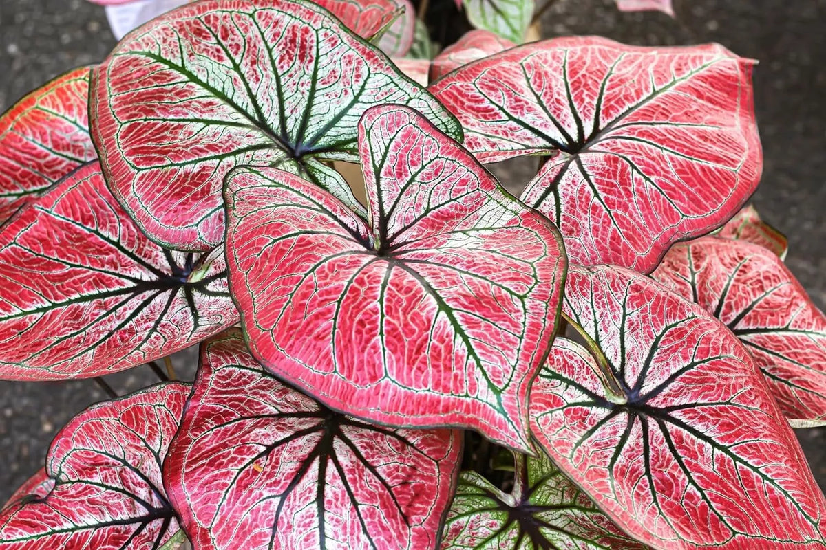Caladium Bulbs 6 Pack - Scarlet O'Hare - Perennial Elephant Ears