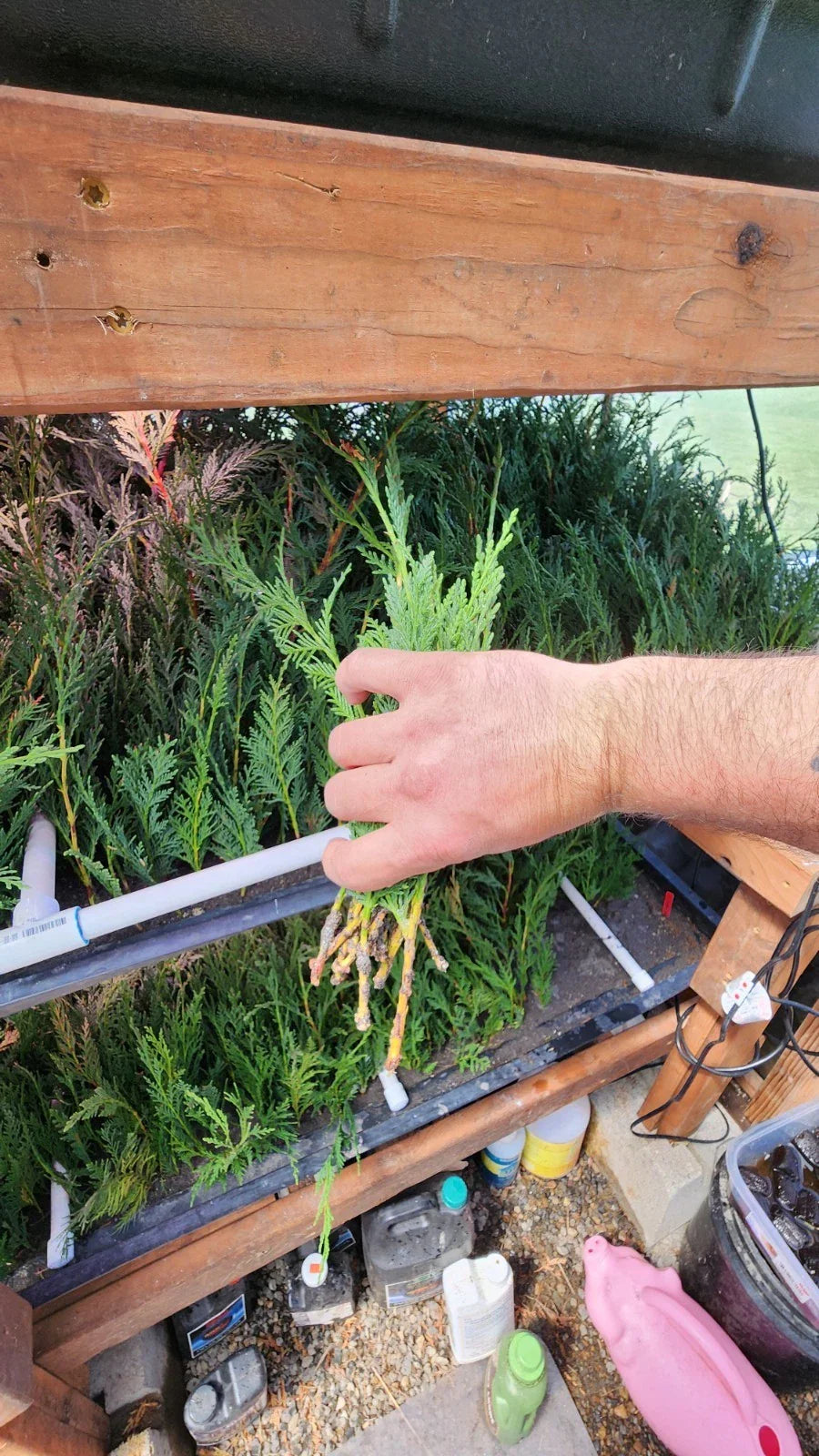 Leyland Cypress Starter Trees - 5 Pack - Fast Growing Evergreen - Cupressocyparis leylandii - Bare Root