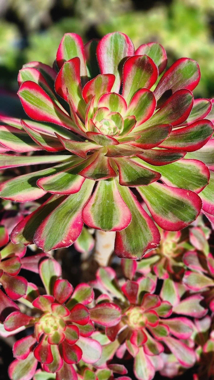 2.5 Inch Aeonium Chanel Cutting - Green Rosette Succulent Plant for Indoor & Garden Decor