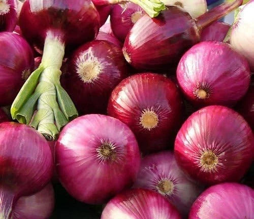 Ruby Red Onion Seeds 200+ Non-GMO Allium cepa Vegetable Garden, Home Gardening, Free Shipping