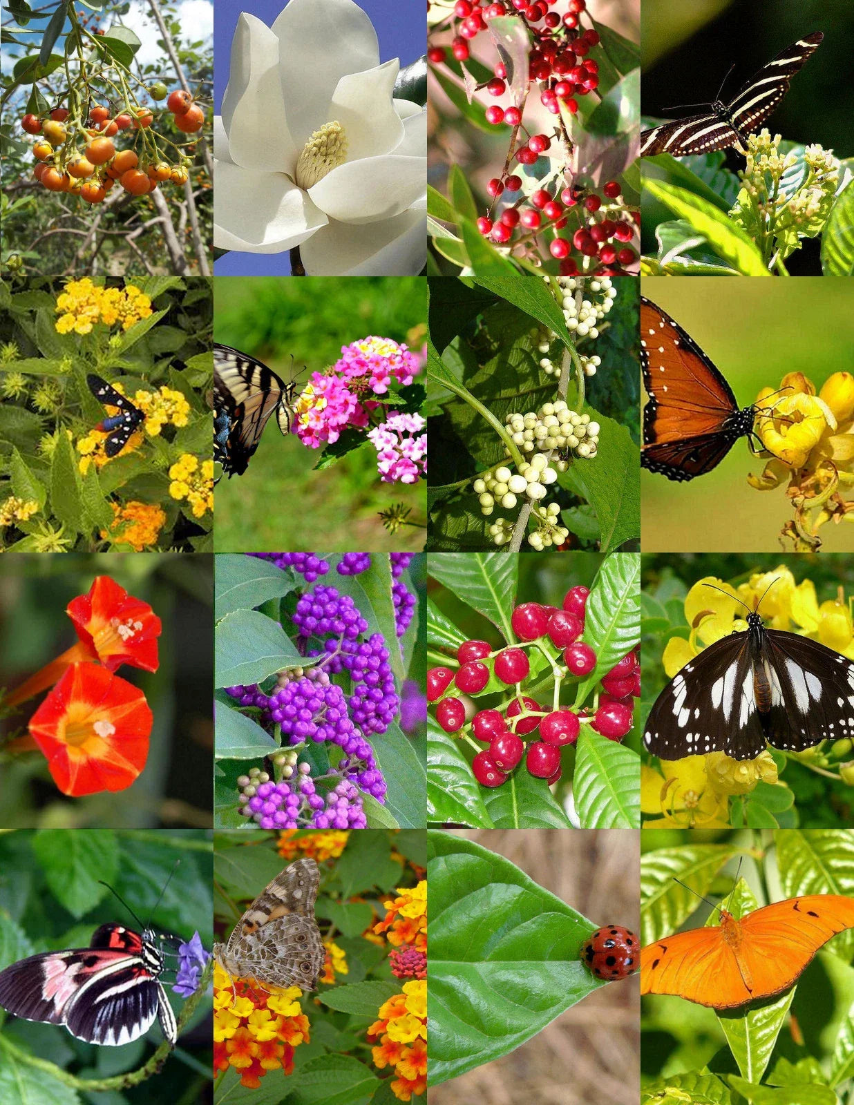 Wildflower Seeds - Butterfly Garden Mix for Pollinator Attraction - 250 Seeds for Wildflower Gardens