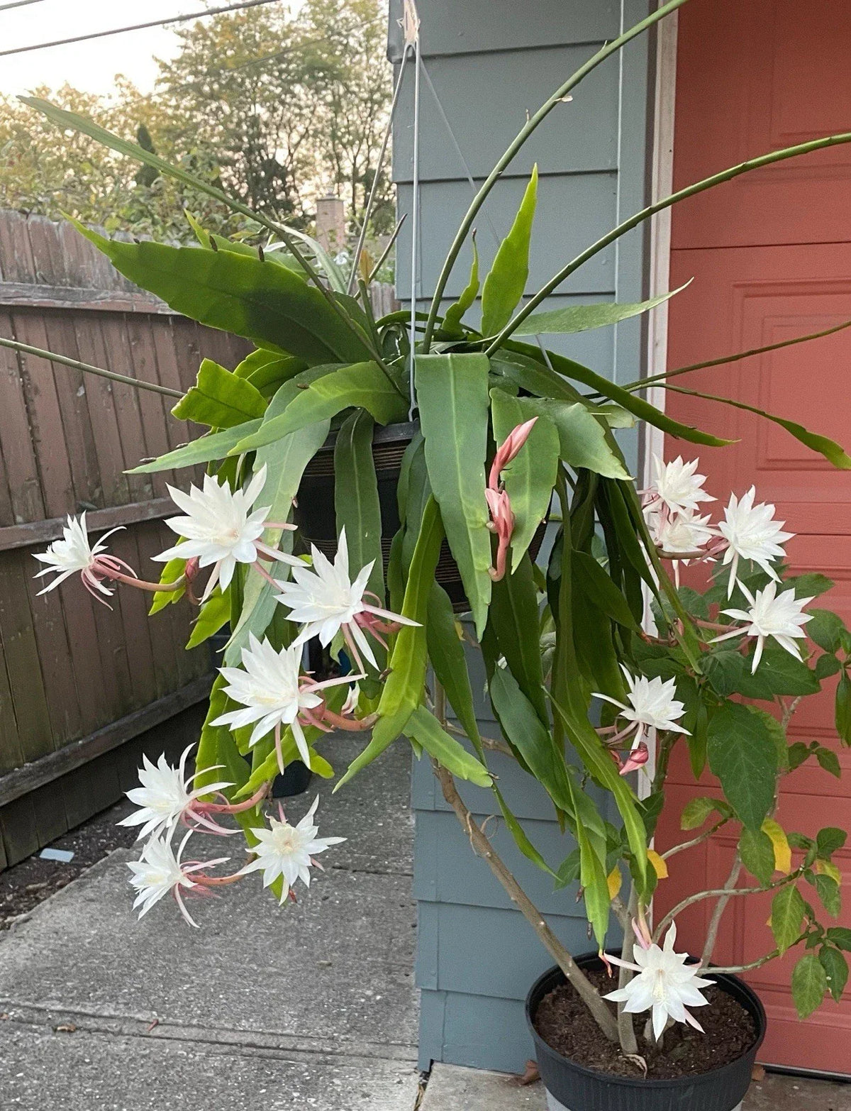 Queen of the Night Cactus Plant - White Fragrant Flowers - Selenicereus grandiflorus - Indoor or Outdoor Bareroot Plant