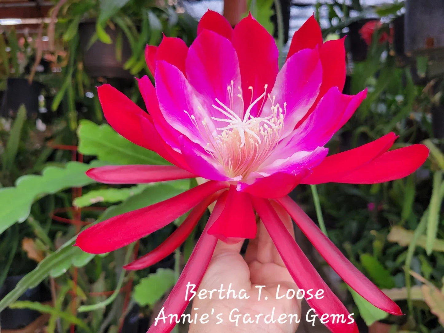 Epiphyllum oxypetalum Cuttings - Loose Unrooted 8-10 Inches - Cacti and Succulents - Bertha T. Variety