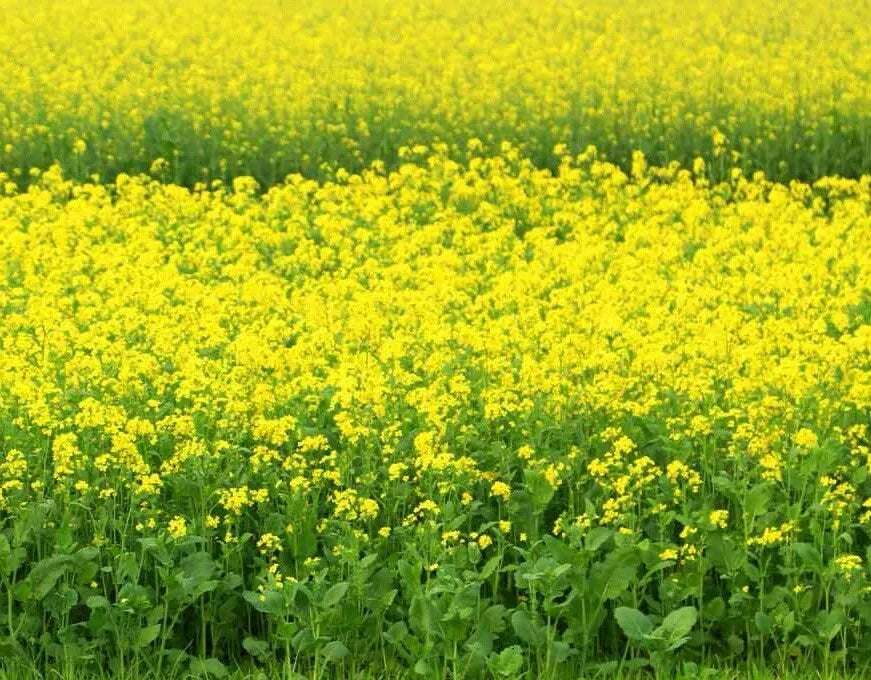 Black Mustard Seeds 1000 Non-GMO Heirloom Brassica Nigra Organic Plant Seeds for Growing
