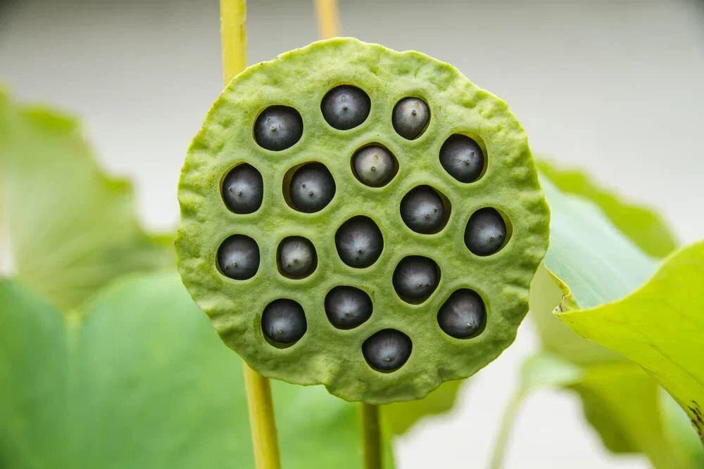 Lotus Seeds for Planting - 10 Pack - Nelumbo nucifera - Ideal for Koi Ponds & Outdoor Water Gardens