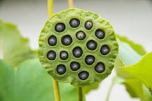 Lotus Seeds for Planting - 10 Pack - Nelumbo nucifera - Ideal for Koi Ponds & Outdoor Water Gardens
