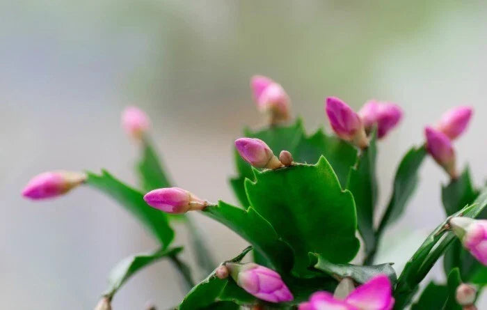 Starter Plants - 3 Living Schlumbergera truncate Pink Thanksgiving Cactus with Two-Year Roots
