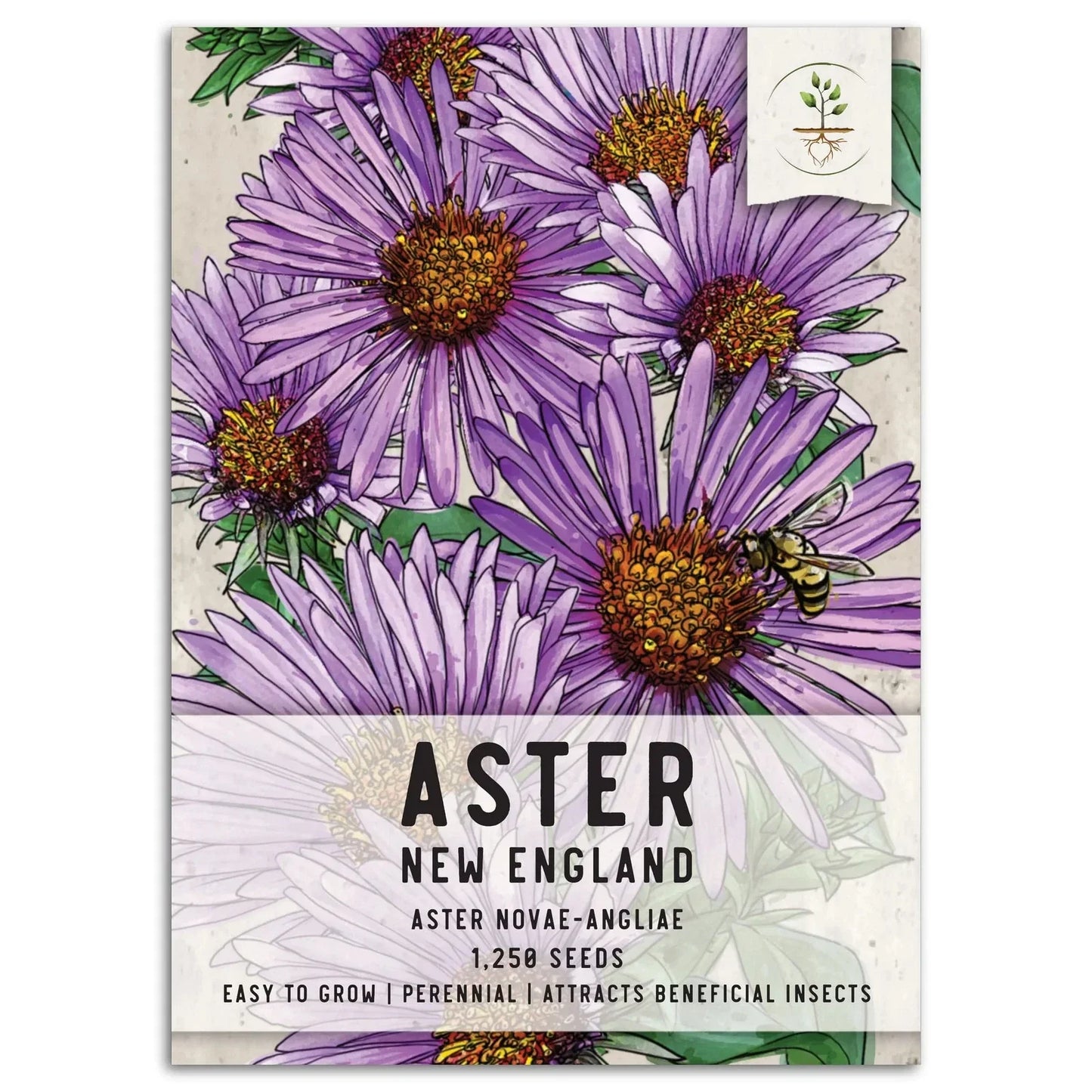 New England Aster Seeds - Purple Blooms, Aster novae-angliae, Perennial Flower Seeds for Pollinator Gardens