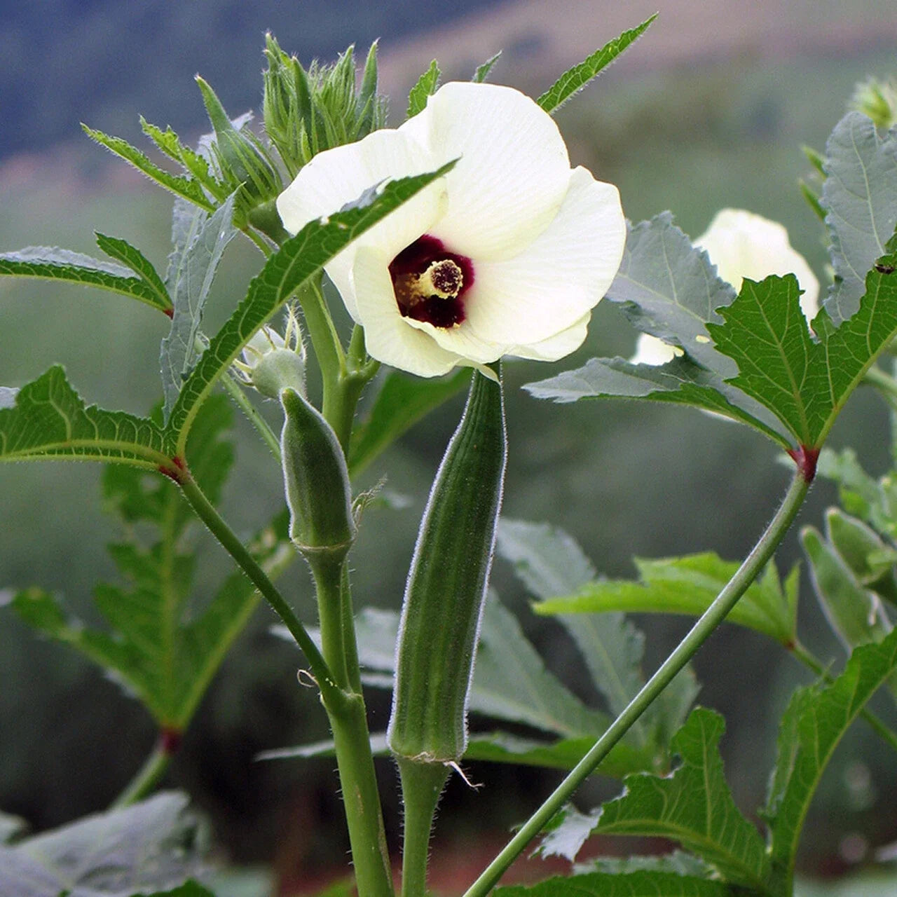Cowhorn Okra Seeds - Non-GMO, Spineless, Large Pods, Abelmoschus esculentus, Gardening Seeds for Warm Climates