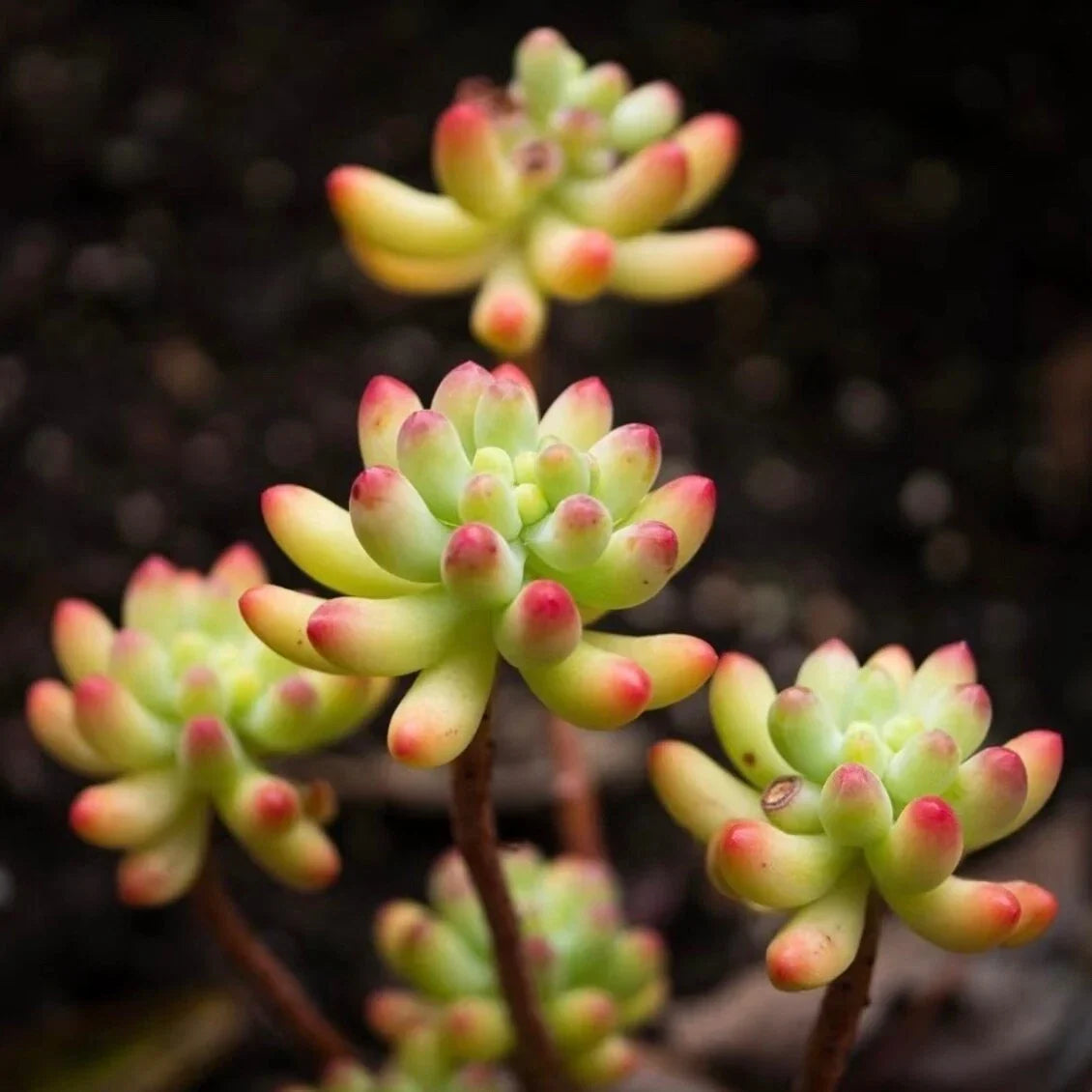 Rare Succulent Sedum pachyphyllum Live Plant - 2-Inch Fully Rooted Jelly Bean Plant for Indoor & Outdoor Decor