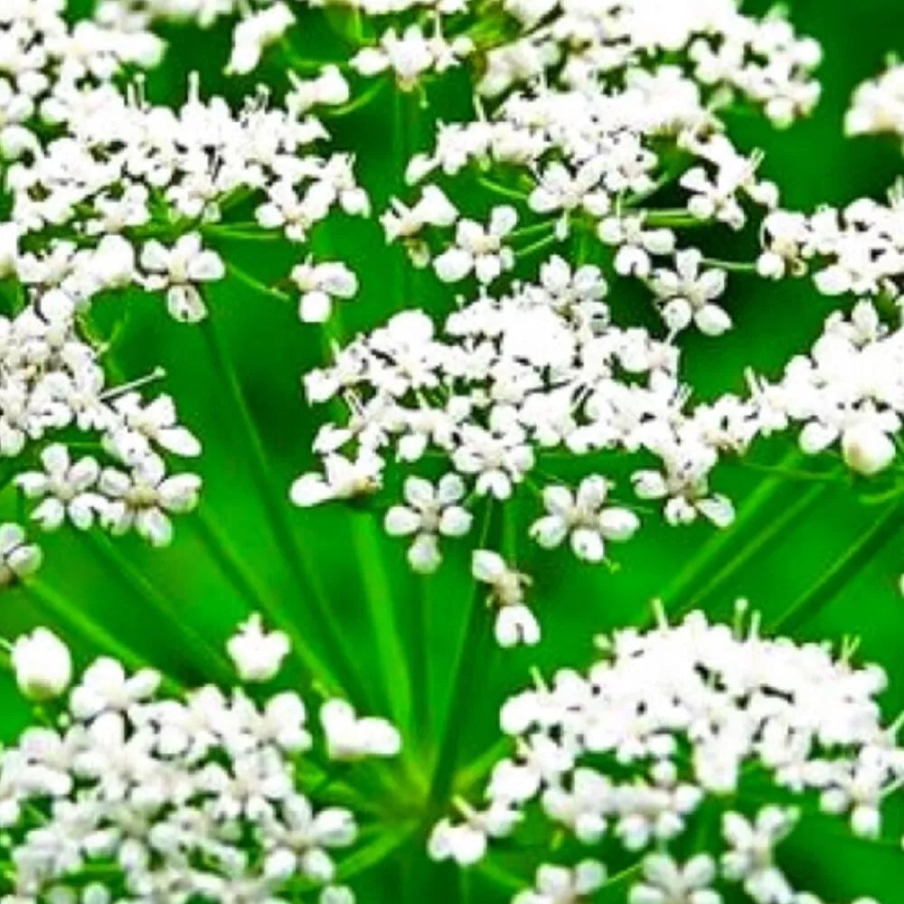 Anise Seeds - Non-GMO Heirloom Garden Seeds - Pimpinella anisum - Aromatic Herb for Cooking & Pollinators