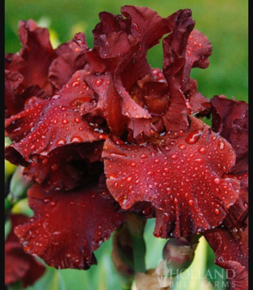 Red War Chief Tall Bearded Iris Rhizome Plant – Reblooming Burgundy Red Flowers, Iris germanica, Freshly Dug