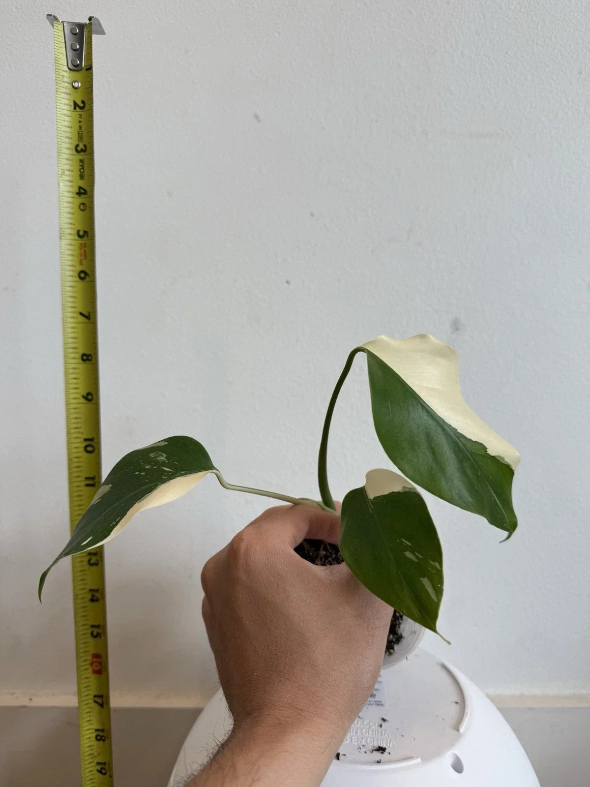 Rooted Variegated Monstera Albo Borsigiana Plant – Tropical Houseplant, Rare Monstera Deliciosa Albo, Indoor Plant in 6-Inch Pot