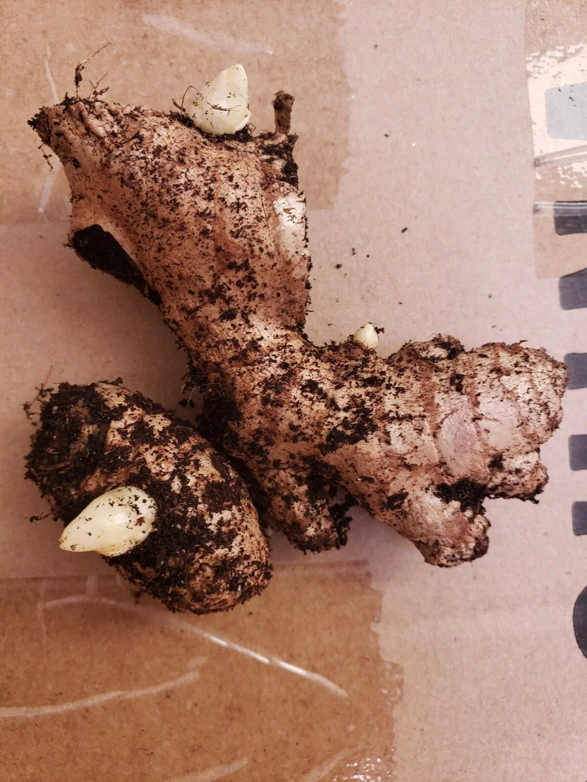 Fresh Organic Live Ginger Roots for Planting (2 pcs) - Zingiber officinale