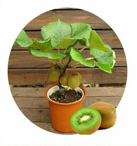 Bonsai Kiwi Tree Seeds | 50 Actinidia chinensis Seeds for Home Garden